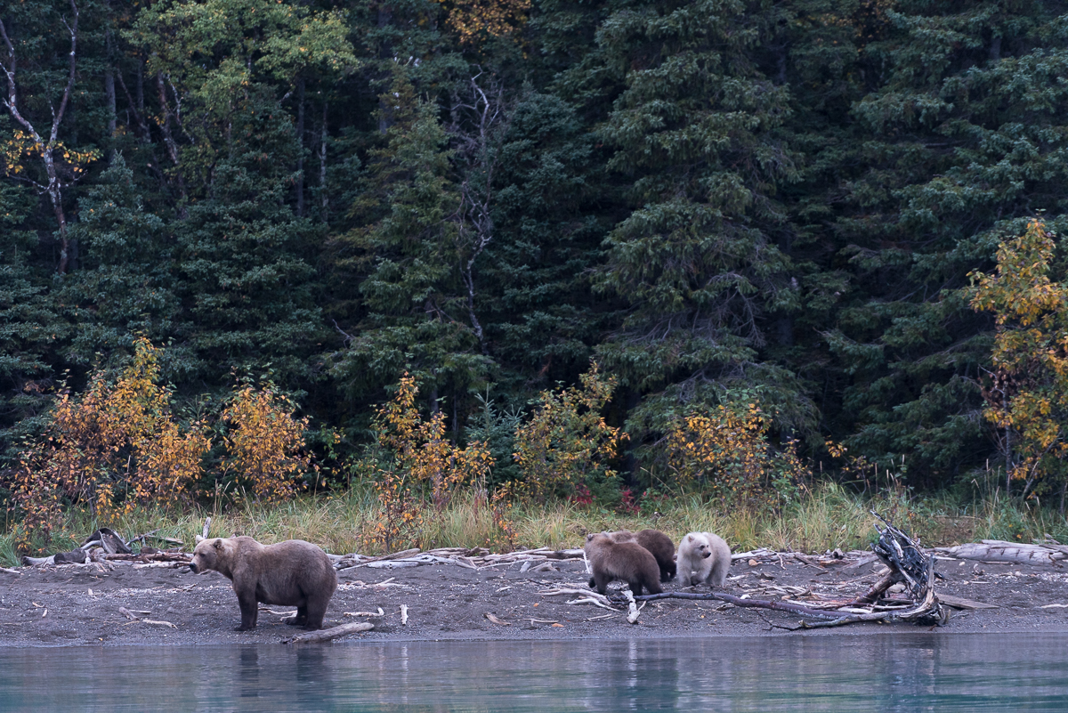 A brown bear sow walking on a beach with three spring cubs with fall color behind