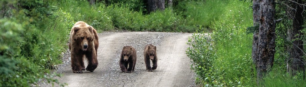 an adult brown bear and two cubs walk along a one-lane dirt road surrounded by thick, green vegetation.