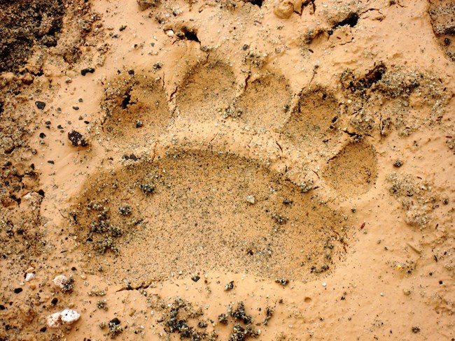 Animal Tracks - Katmai National Park & Preserve (U.S. National Park ...