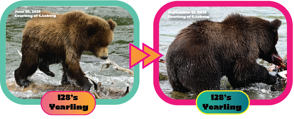 an image comparison of a second year brown bear cub, on the left is the cub "skinny" in june and on the right is the cub "fat" in September