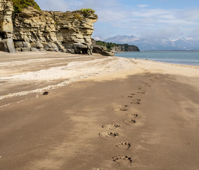 impressions of bear tracks in sand along a coastline with steep cliffs.