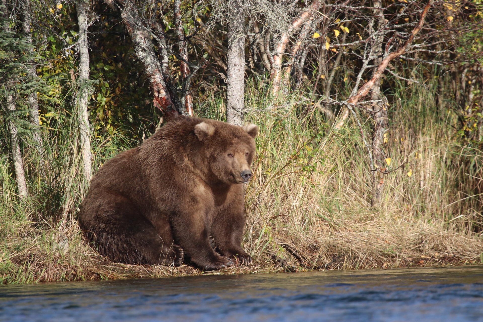 a very fat brown bear sits on a shoreline by a river.