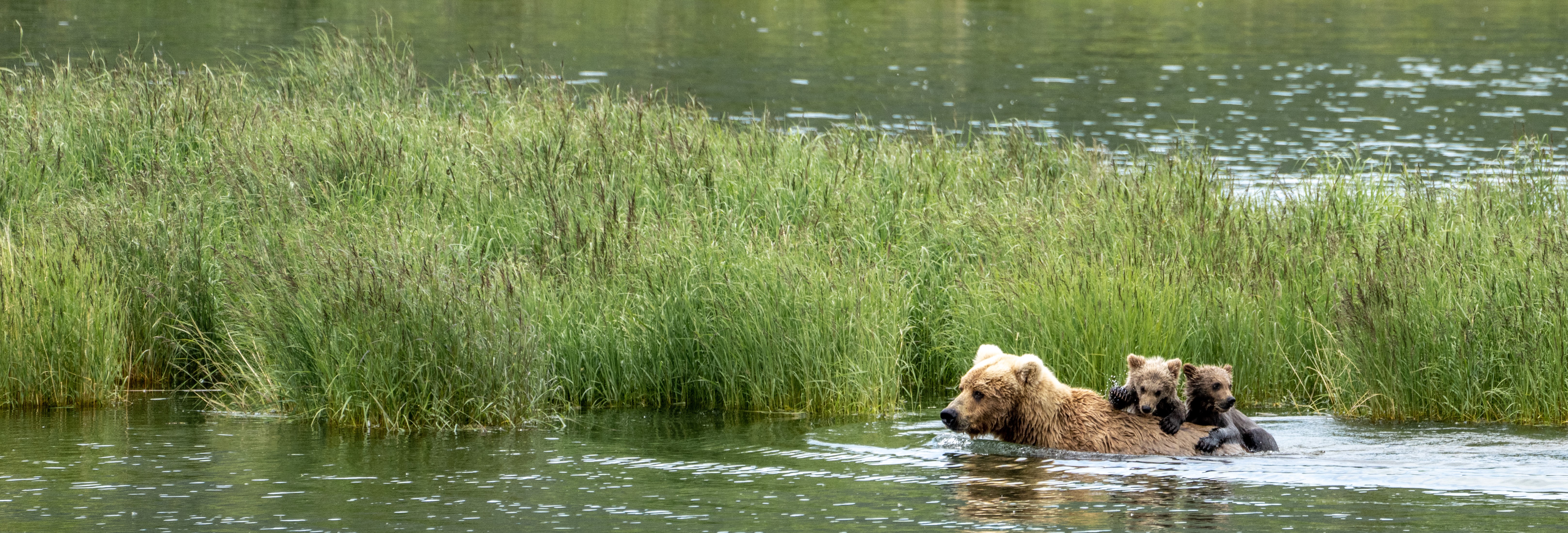 two cubs ride an adult brown bear's back as it wades through waters near grasses.