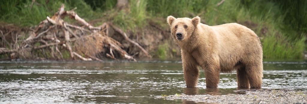 a fluffy brown bear stands in gently rippling water next to a gravel bar.
