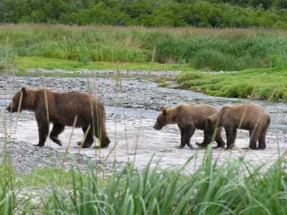 Geographic Harbor bears
