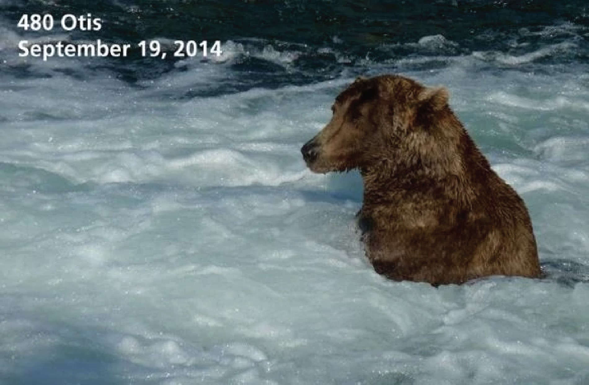 a dark brown bear sits in the foamy waters of a rushing river. text reads: 480 otis september 19, 2014.