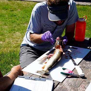 Researchers examining lake trout