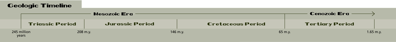 a simplified geologic timeline showing the Triassic, Jurassic, Cretacious, and Tertiary Period