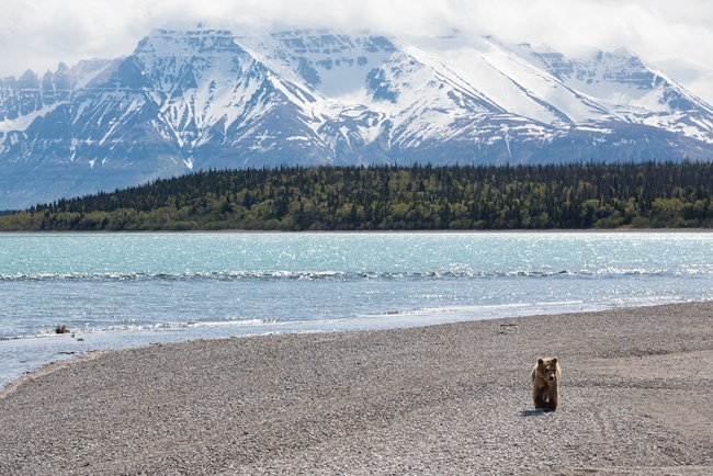 a brown bear walks on a gravel bar next to bright blue waters with snowy mountains in the background.