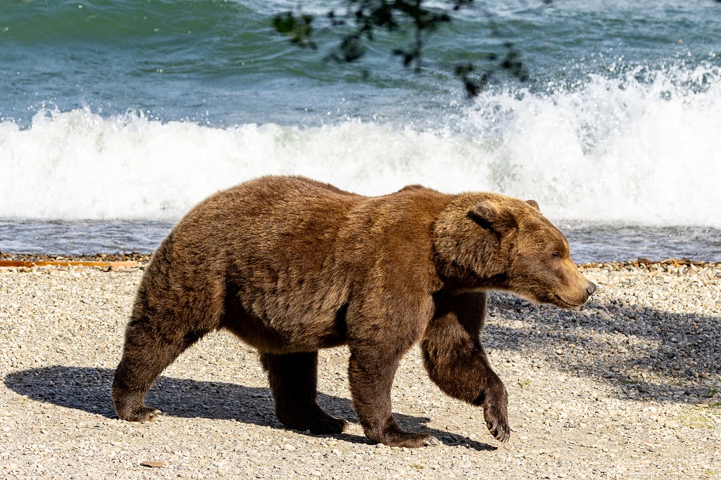 Fat Bear Week 2024 Katmai National Park & Preserve (U.S. National