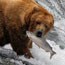 a bear stands on top of a water fall with a salmon in its mouth