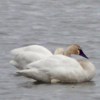 Link to Beluga and Waterfowl Cam