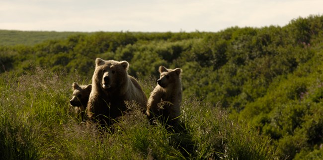Bear-family-in-grass