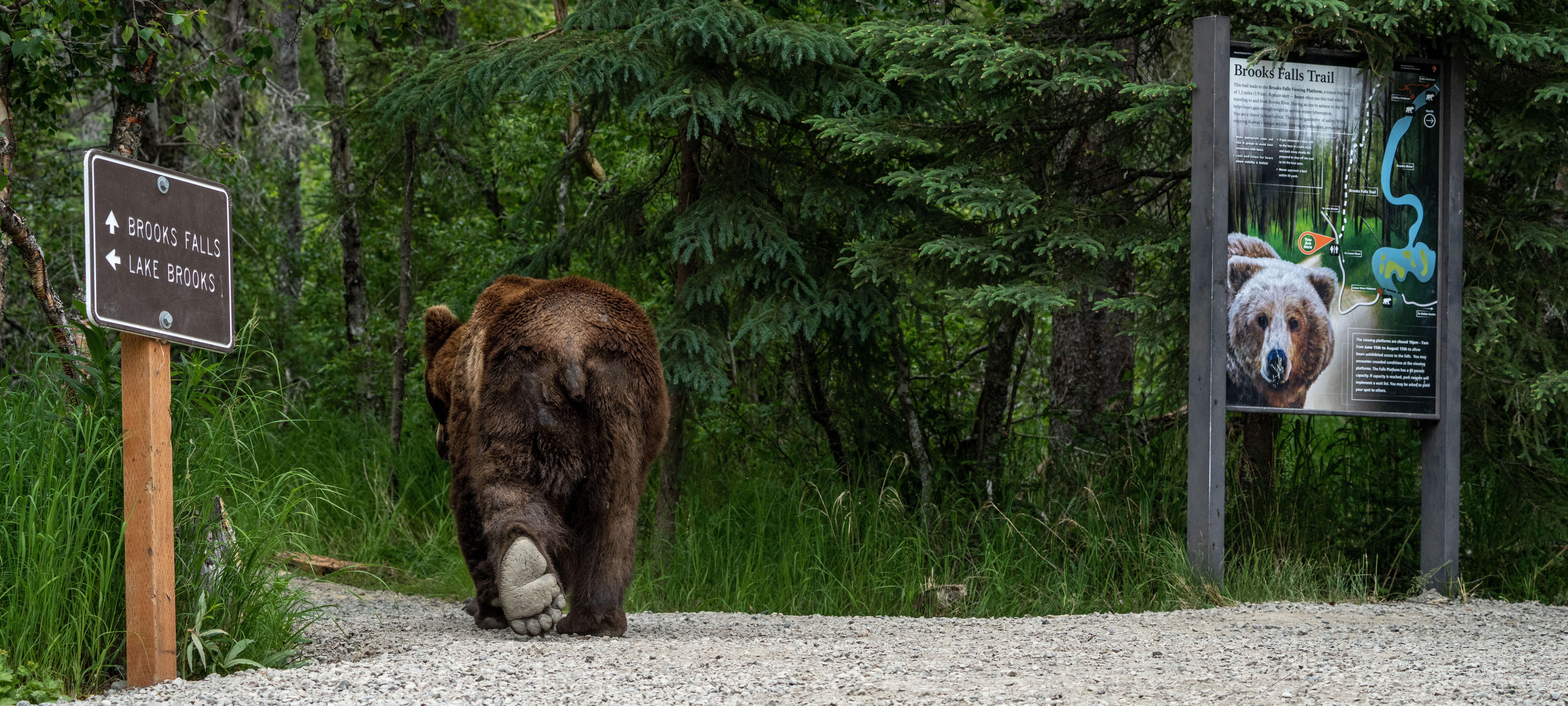 A bear walking on a gravel path