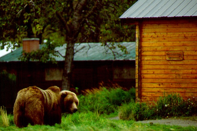 Bear standing in grass near building. Sign on building says "Restrooms."