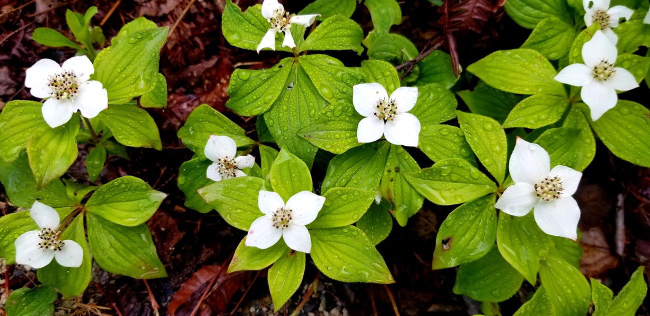 Close up photo of Bunchberry flowers that grow close to the forest floor.  The flowers are small and white with 4 pointed petals.  Pointed oval light green shaped leaves are below the single white flower of each plant.