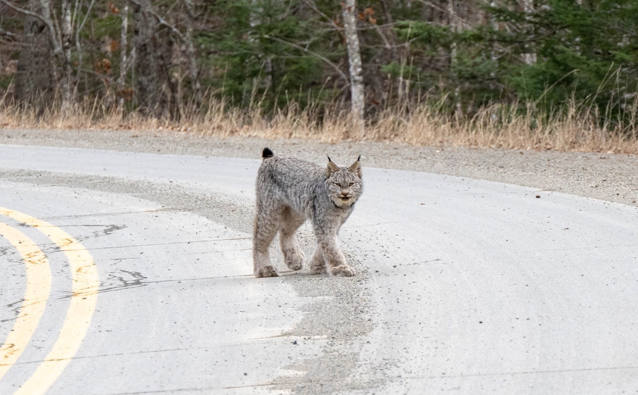 Canada lynx stands in the middle of a curved road. Mixed growth forest with brown and green trees covers the background. Lynx is around 2 feet tall, gray, and positioned in a walking pose with crossed front paws. It is looking directly at the camera.