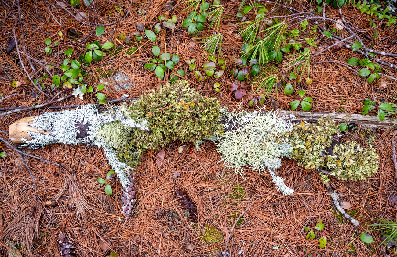 A fallen branch on the forest floor covered with different types of lichen.