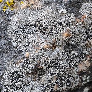 A close up of lichen growing on a rock. The lichen is crusty looking in texture and flat.