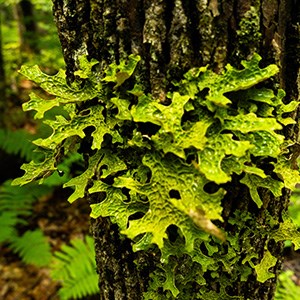 A close up photo of bright green lichen, flat and leaf like, growing on the side of a tree.