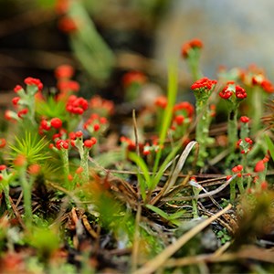 A close up of lichen growing upright with bright red circular bulbs at the top.