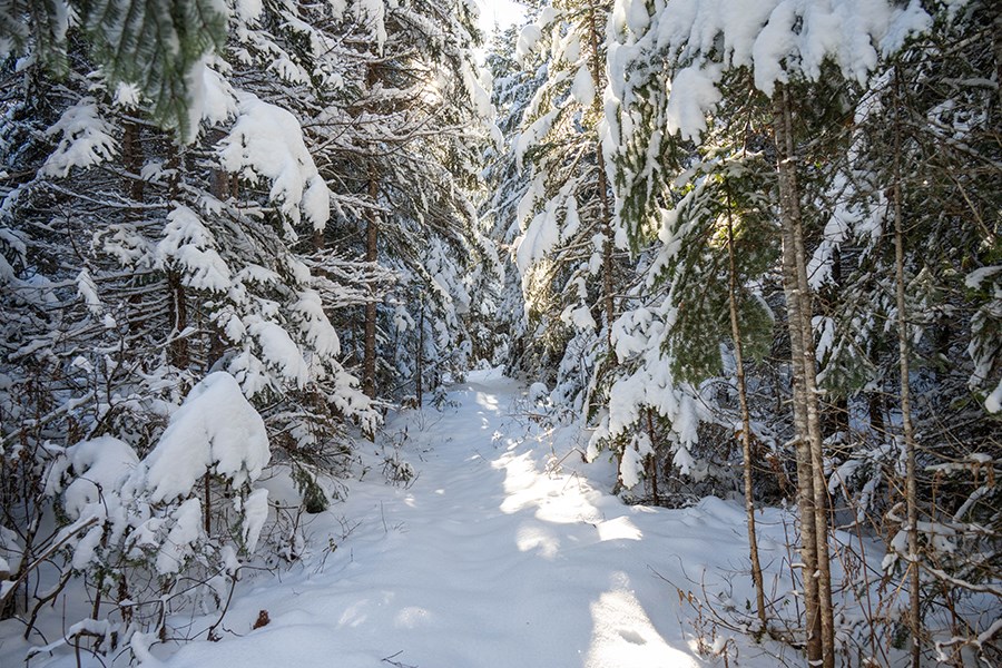 Ungroomed winter trail in the dense woods. Trail is covered with snow. Snow is built up on the evergreen trees that grow on both sides of the trail.