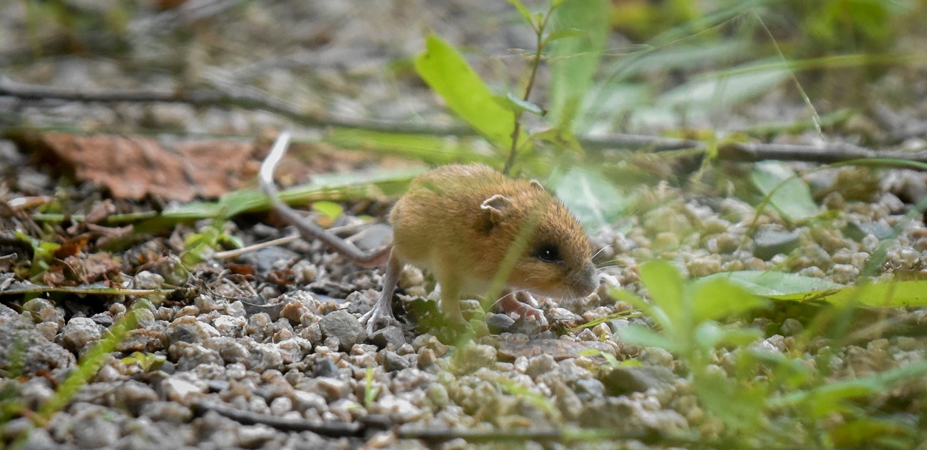 A jumping mouse sits on a gravel road with green grass.