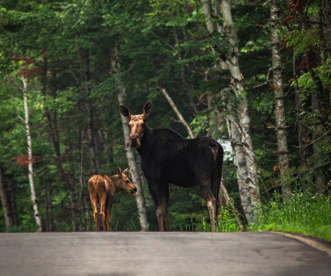 A moose and calf stand on a forested road.