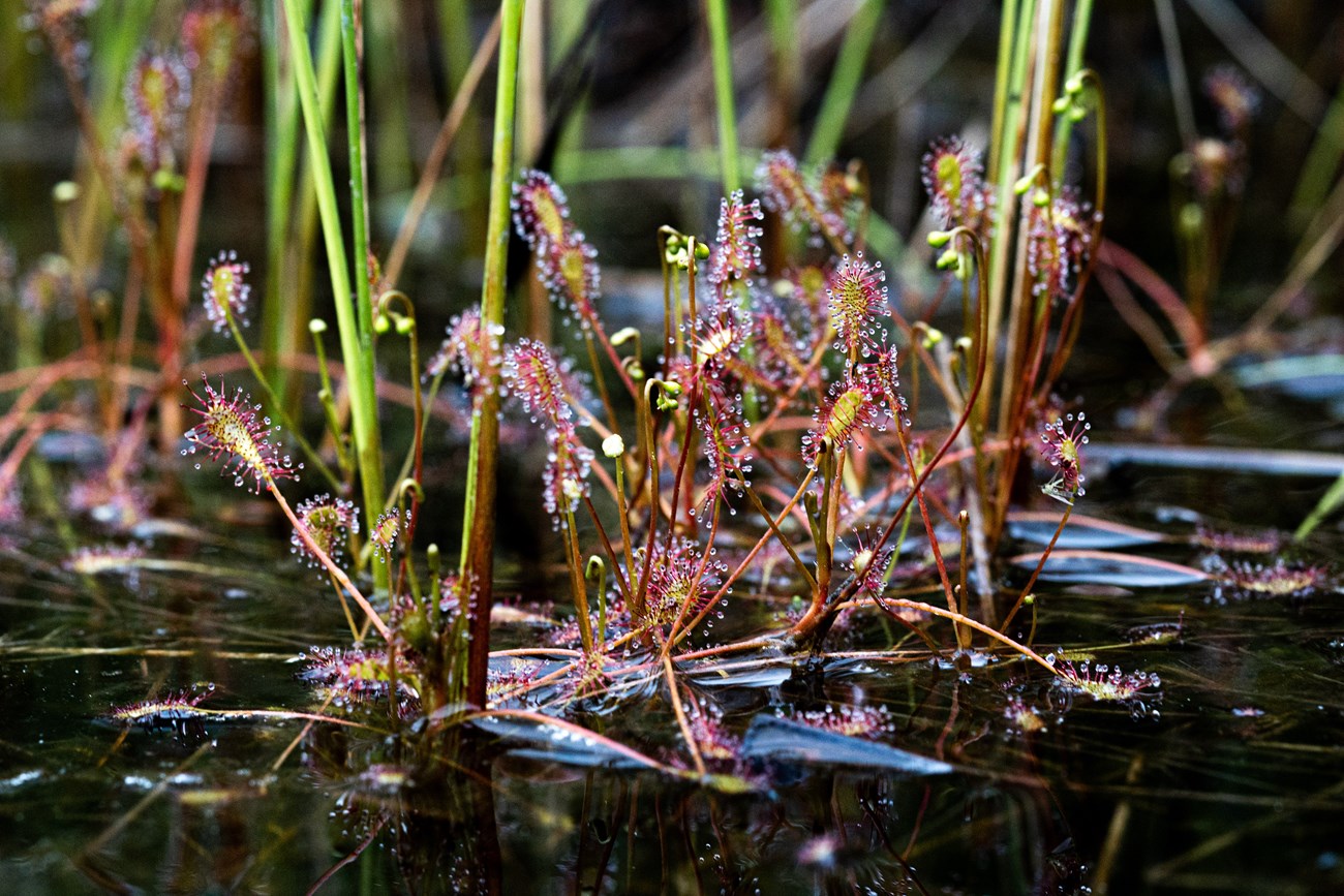 A close up of carnivorous plants in the water. The plants grow in small clusters with a spatula shaped tip with sticky needles that cover the surface to trap insects.