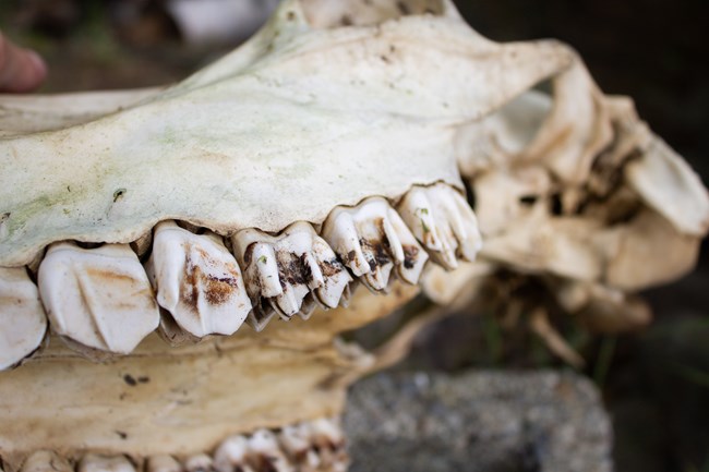 White moose skull highlighting flat teeth.