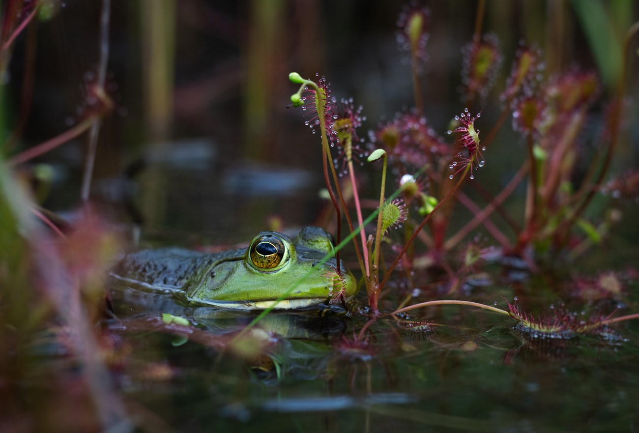 A green bullfrog sits in a patch of red and green sundews.