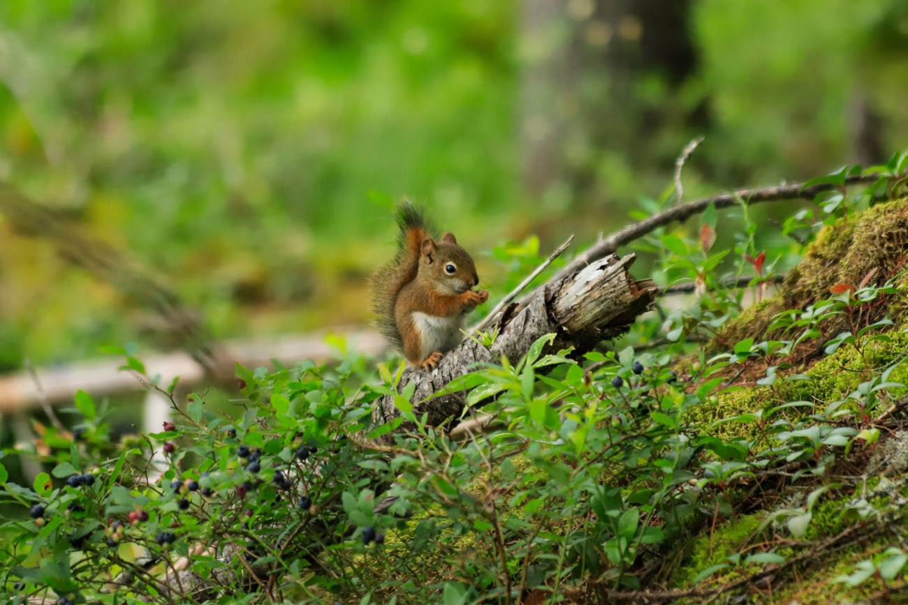 A small red squirrel sits upright on a branch holding a berry to its face. The foreground is in focus with blueberry shrubs and moss on the forest floor.