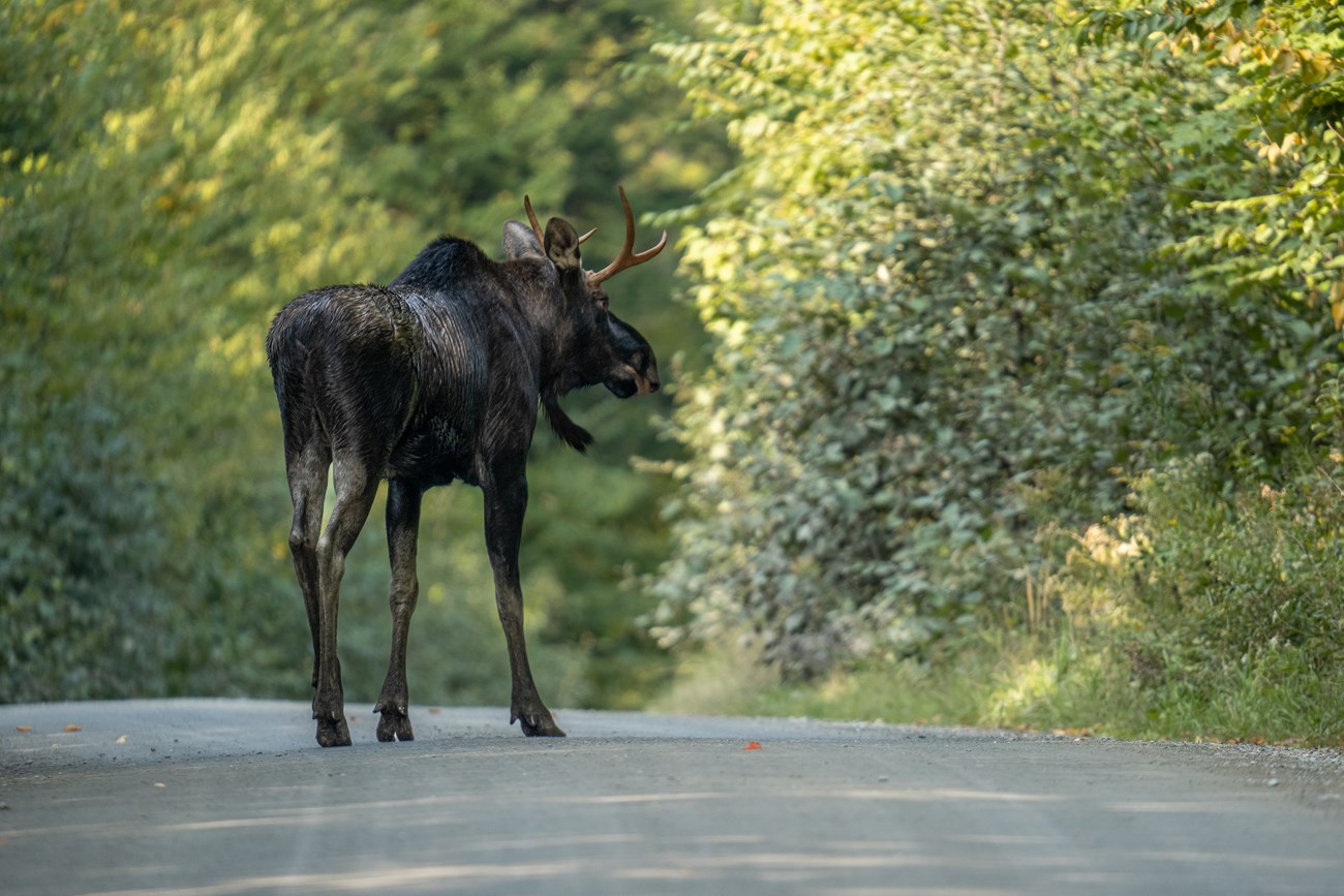 A moose stands, head slightly bowed, on a road.