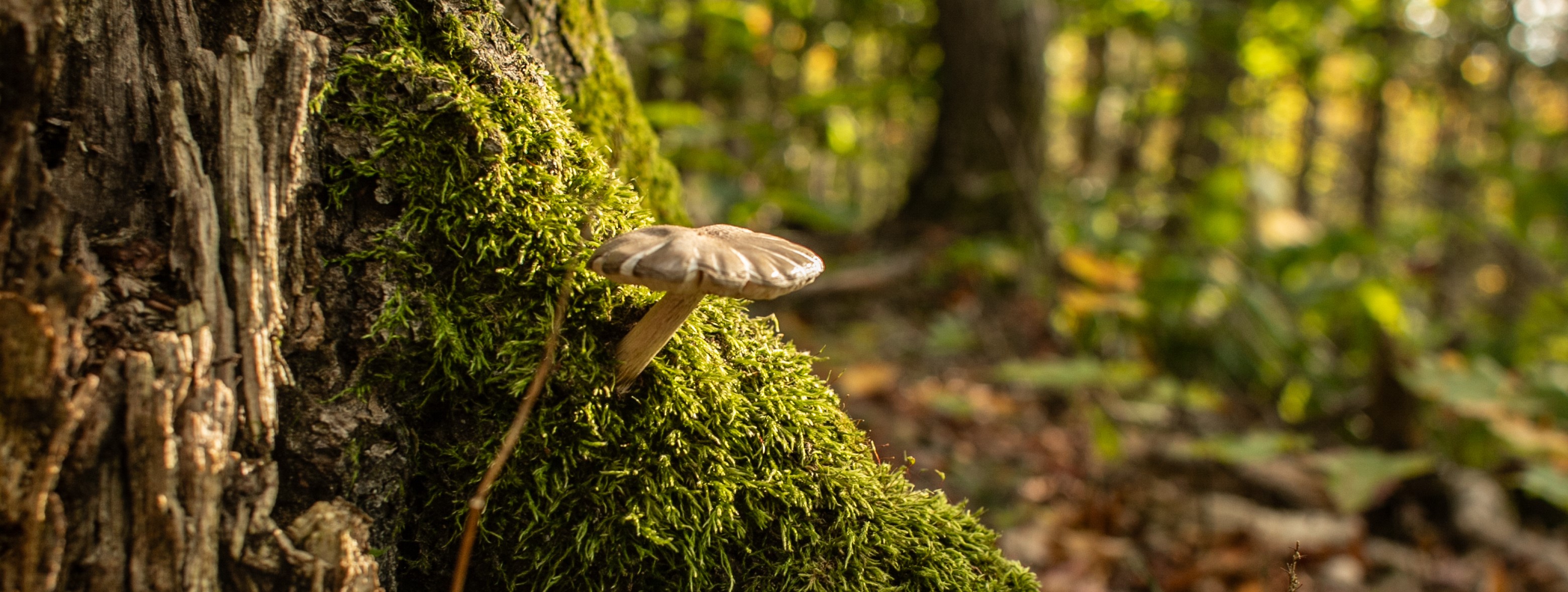 A mushroom grows out a mossy tree trunk near Barnard Mountain. The moss is bright green and has a fuzzy texture. There are trees lit by dappled sun in the distance.
