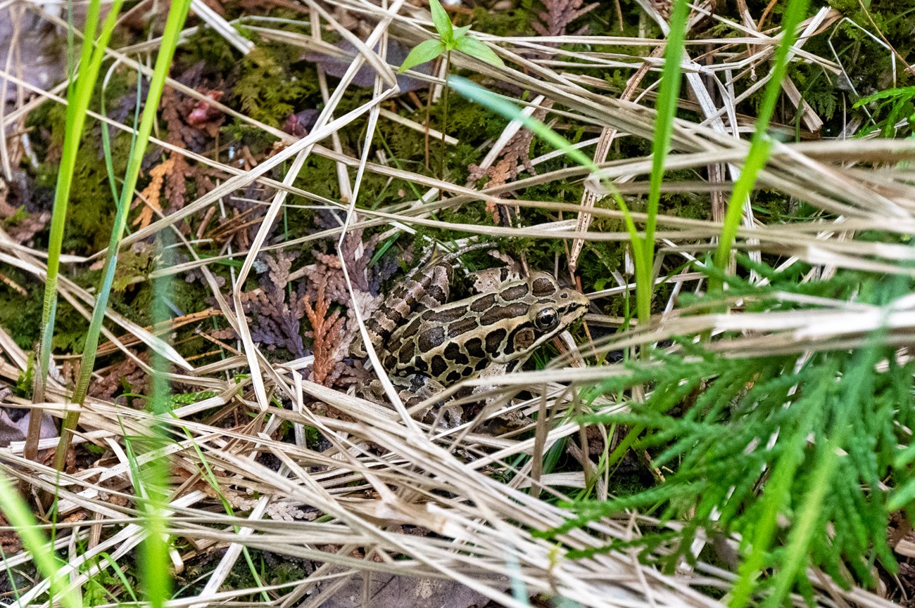 A pickerel frog (tan with two rows of rectangular shaped spots on its back) hiding in the wetland grass.