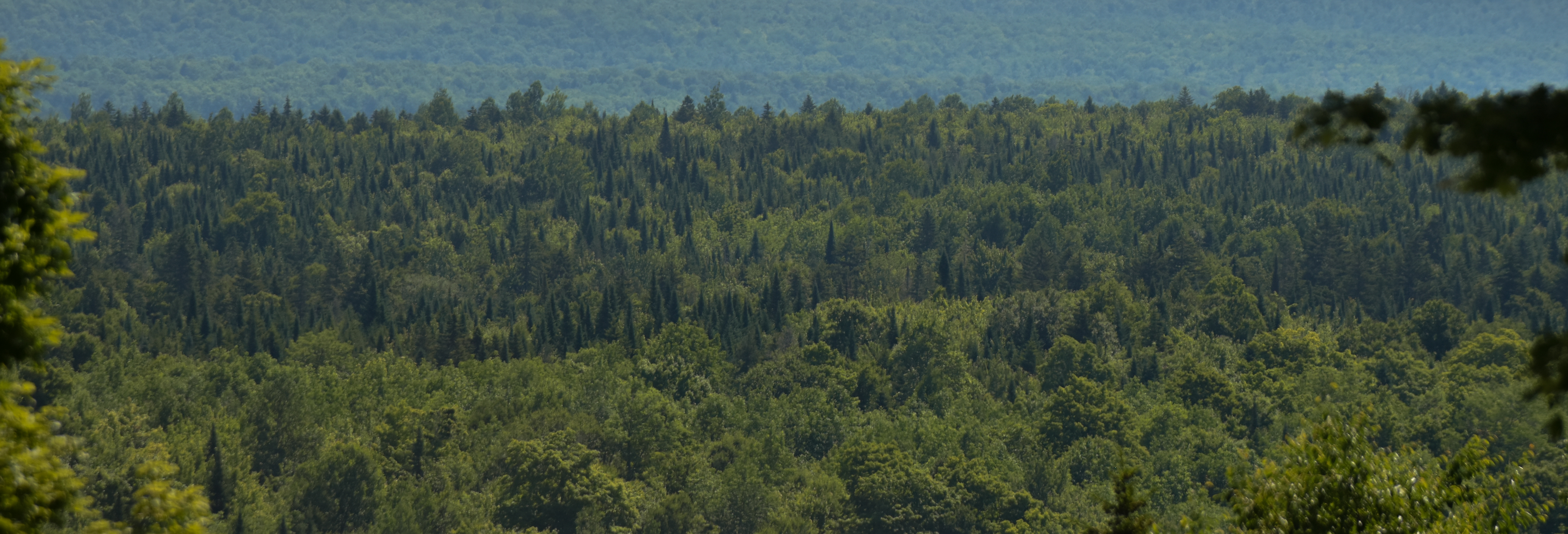 A band of evergreen trees as seen from the contact station.