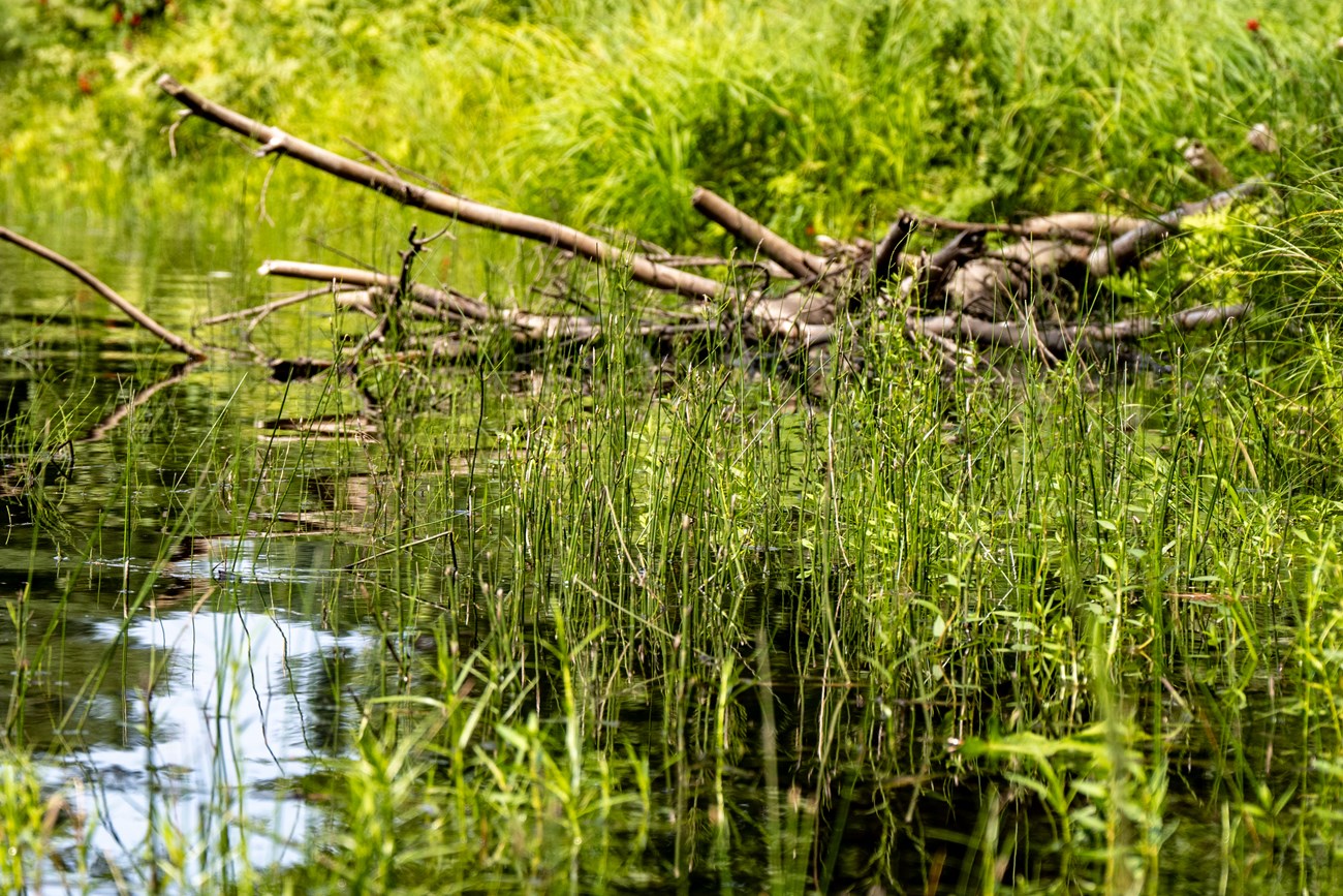 Green aquatic plants sit in the water with sticks in the background.