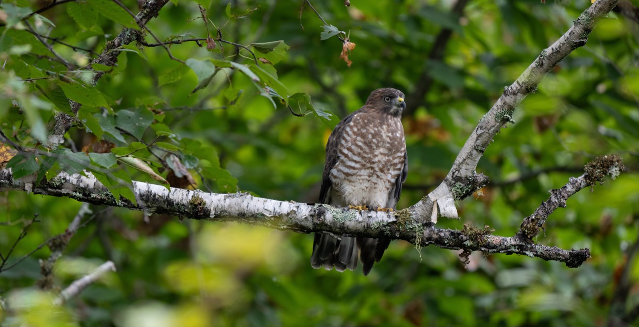 A broad-winged hawk sits on a branch overlooking the road with green foliage in background