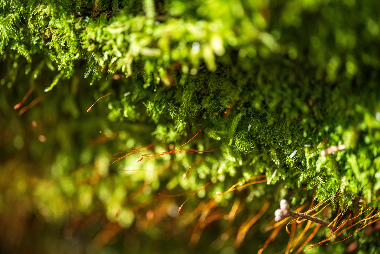 A close-up image of green moss, some in shadow and some in light.