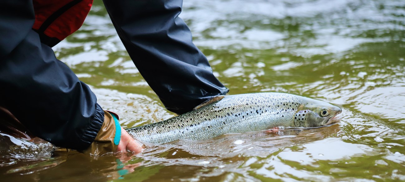 An Atlantic salmon being carefully released back into the river by a researcher.