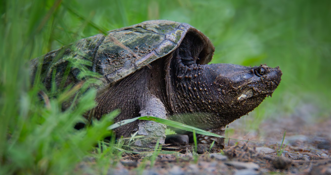 Snapping turtle lays eggs