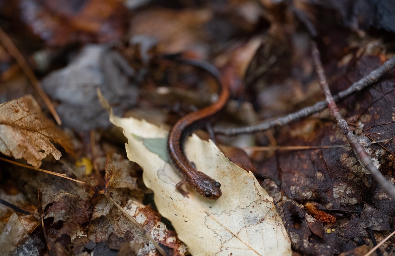 A close up photo of an eastern red-backed salamander, long and slender with mottled red and brown coloring.