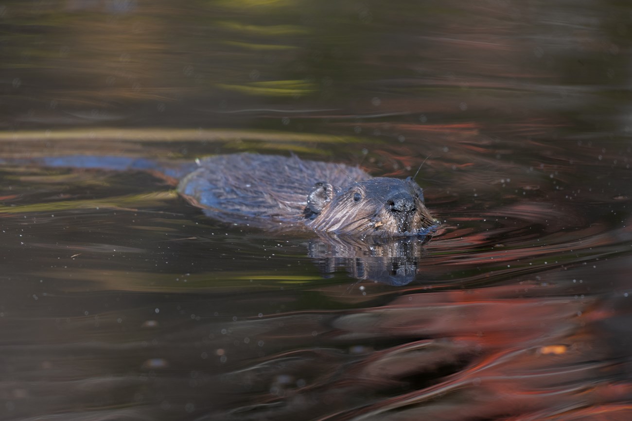 A beaver swims through water that reflects changing fall colors.