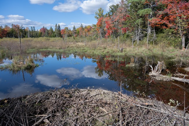 A beaver dam and area that it has flooded.