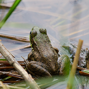 A small green frog sits looking away towards the water of a pond.