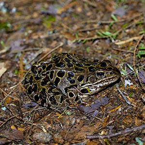 A leopard frog (a medium sized frog with dark green moist skin with black spots patterning its skin) faces to the right on the forest floor.