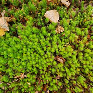 A close up of haircap mosses. Green mosses that are short, small, and pointy.