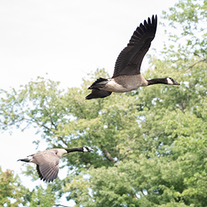 Two Canada geese fly over a waterway in the monument.