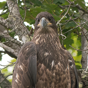 A juvenile bald eagle sits over the East Branch of the Penobscot River.