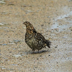 A grouse stands on a road in the monument.